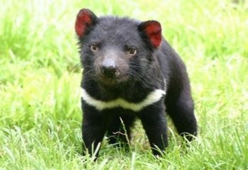 [tasmania[2].jpg]