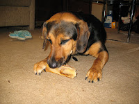 Drea Dog