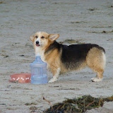 Corgi Meetup @ Hampton Beach, Aug. 15 2010