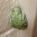 Gray Tree Frog