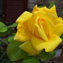 Yellow rose