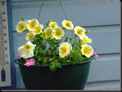 petunias