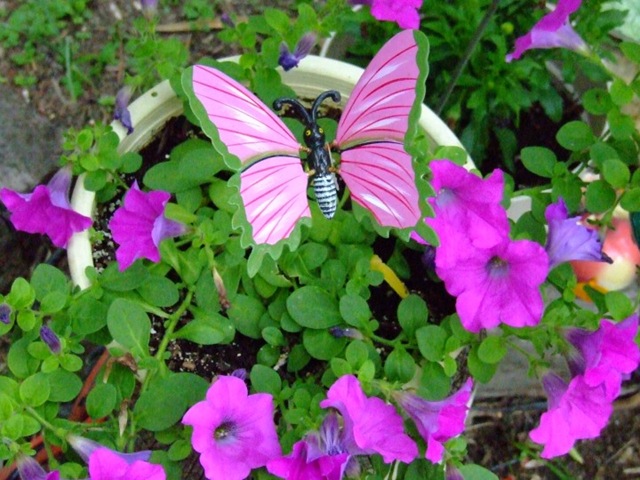 [petunias1[2].jpg]