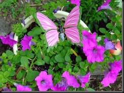 petunias1