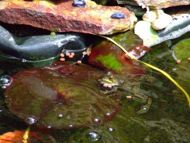 [frog[2].jpg]