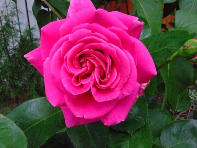 [rose2.jpg]