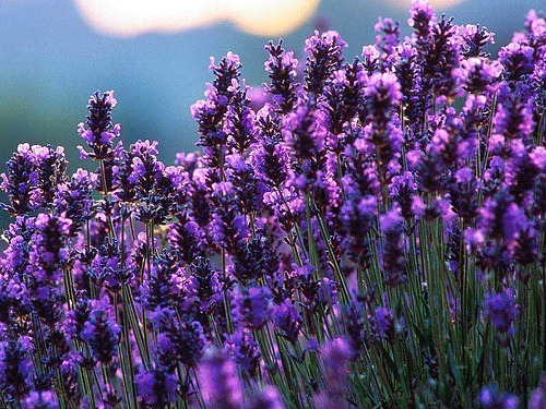 [lavender one[5].jpg]