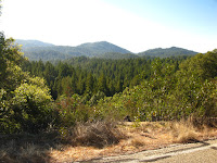 Big Basin Redwoods State Park 004.JPG Photo