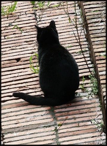 Perfil felino. Torre Argentina