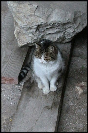 Gatita. Coliseo