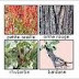 Here are the four herbs: