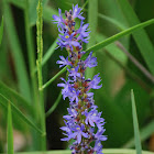 Pickerelweed