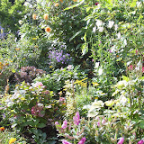 Zomer?-herfst-tuin-18-10-2009