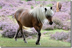 Ijslands paard Posbank