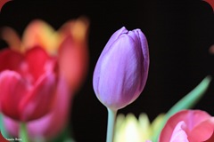 kleurige Tulpen