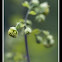 Fendler's Meadowrue
