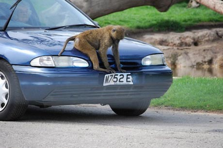 funny monkey pictures