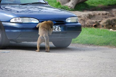 funny monkey pictures