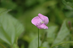 DSC_1307.JPG