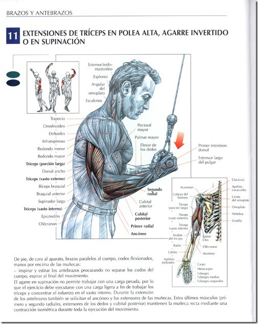 extensiones-de-triceps-en-polea-alta-agarre-invertido-o-en-supinacion