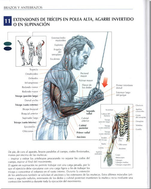Lista 100+ Foto Extensiones De Tríceps A Una Mano Polea Baja Cena Hermosa