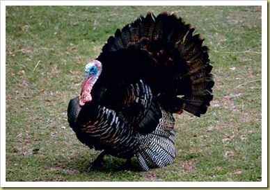 wild-turkey