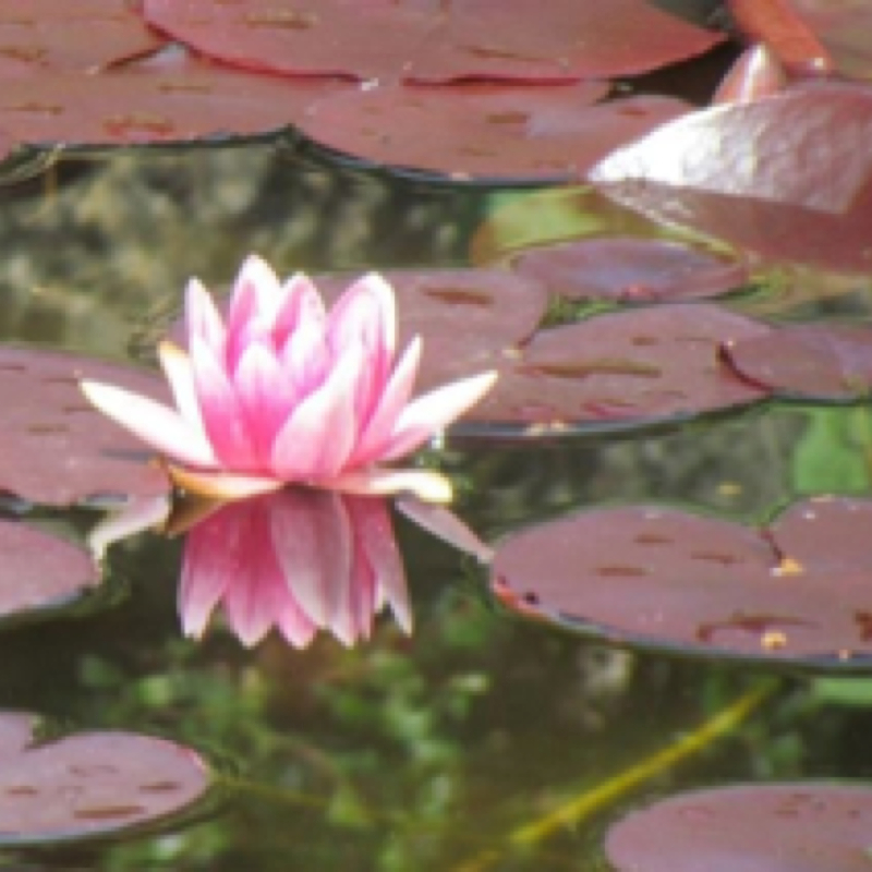 Lotus blossom