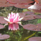 Lotus blossom