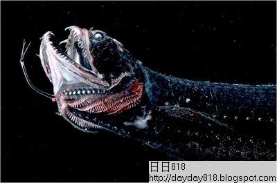 日本海域新物種 深海龍魚