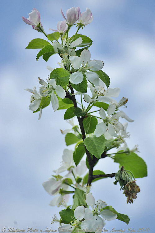 Кордон «Липовая Гора» 