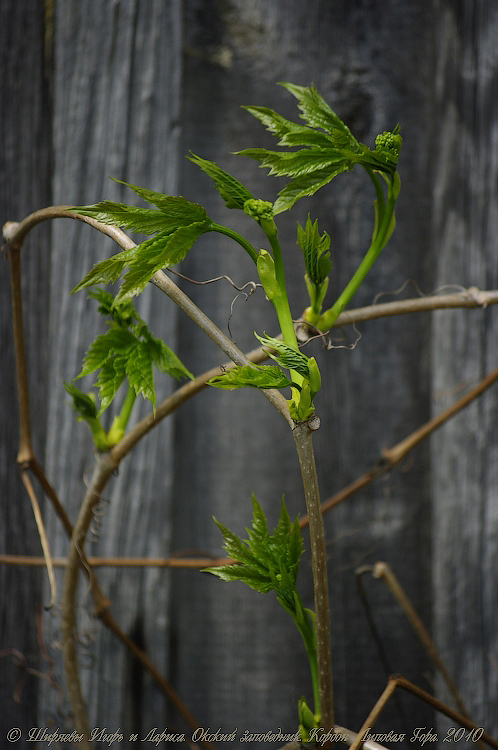 Кордон «Липовая Гора» 