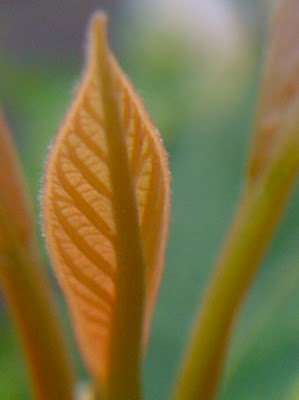 Avocado leaf bud