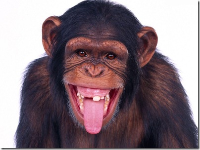 9880macaco 9880macaco