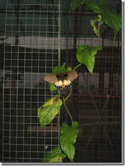 clip_image159