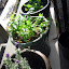 Yang's Herb garden