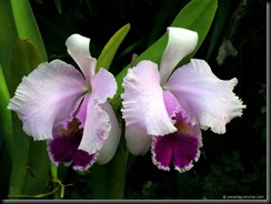 orquidea del parque de antioquia