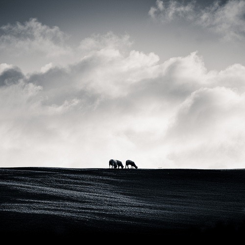 blackandwhite-grazing