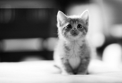 bw-kitten