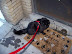 Playing in the Snow