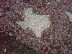 Texas