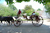 Colonial Williamburg in May
