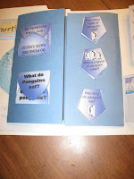 first unfolding of penguin mini-lapbook