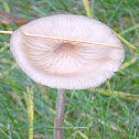xerula radiacta