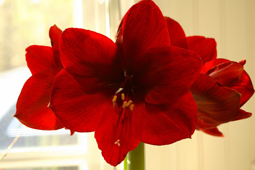 Cathy's House of Flowers
