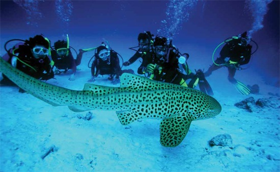 [diving-phuket[5].jpg]