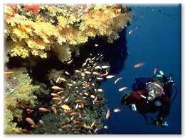 [taveuni-diving-fiji[8].jpg]
