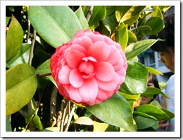 DSCF0823
