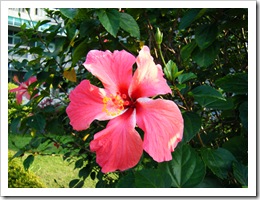 DSCF0824