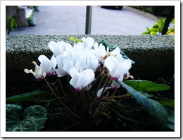 DSCF0825