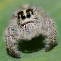 Heavy Jumper